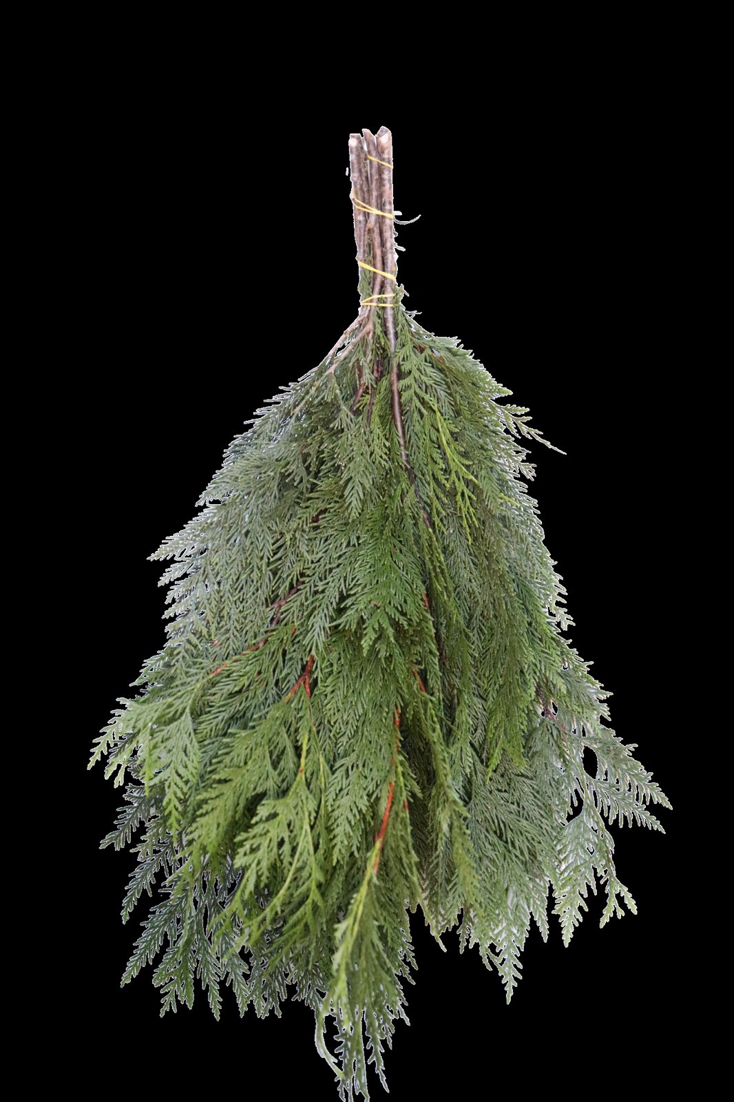 Port Orford Cedar Boughs