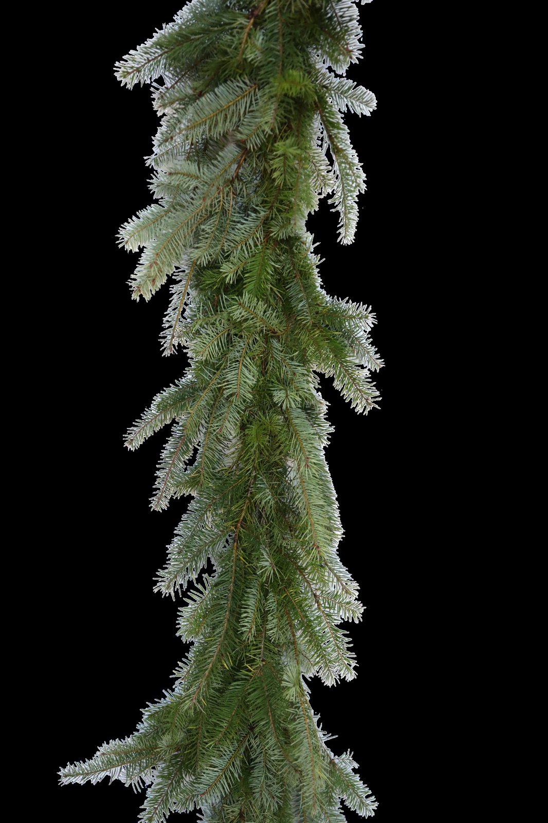 Douglas Fir Garland