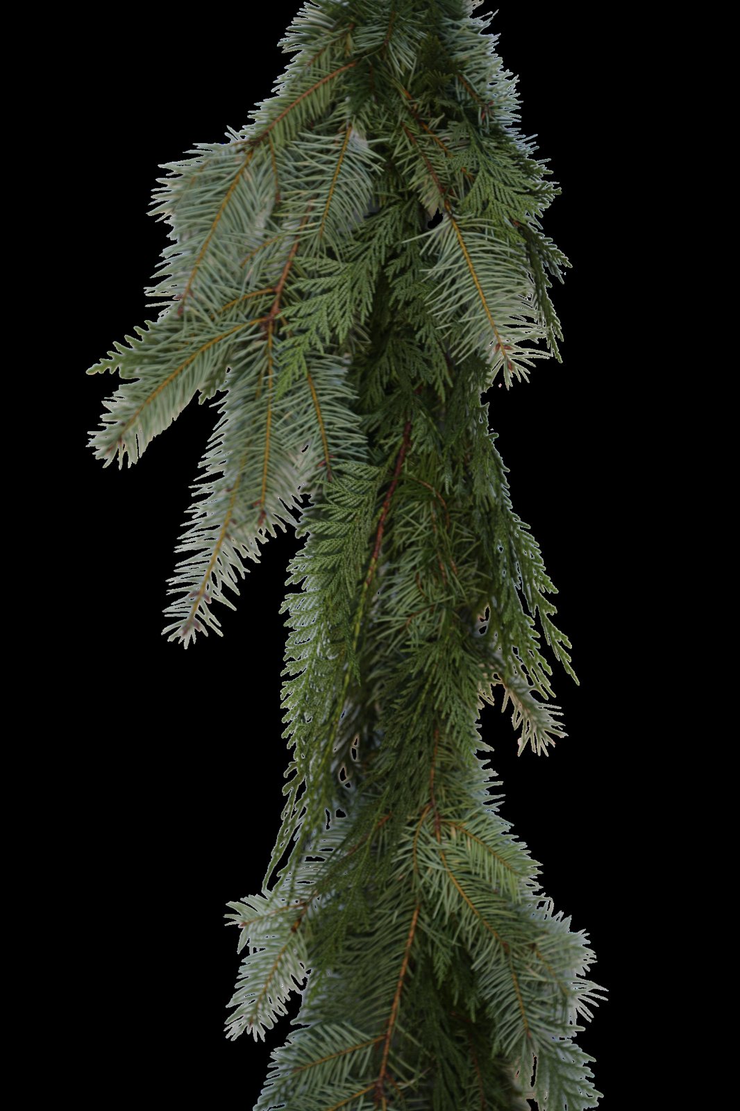 Douglas Fir and Cedar Garland